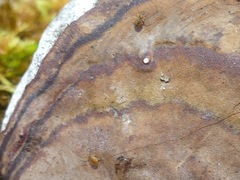 Sminthurinus henshawi