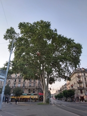 Platanus