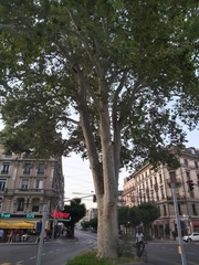 Platanus