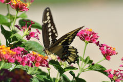 Heraclides cresphontes