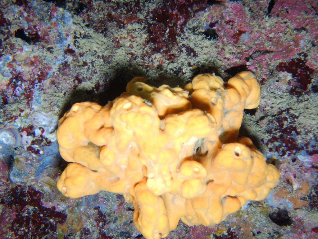 leathery gold sponge