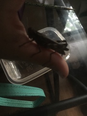 Chortophaga australior