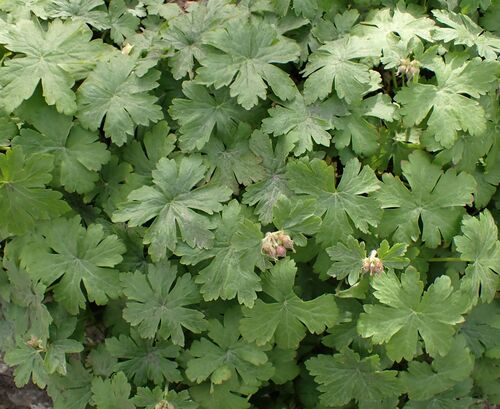 Cambridge Crane's-bill (Geranium ×)