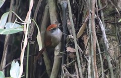 Synallaxis ruficapilla