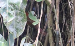 Synallaxis ruficapilla