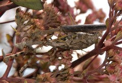 Tenodera