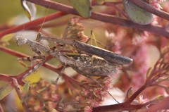 Tenodera