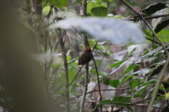 Conopophaga melanops