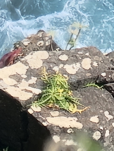 Sonchus ustulatus, photograph 6