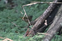 Myiothlypis rivularis