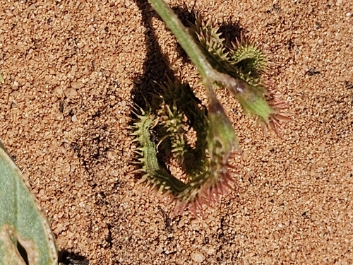 Image of Caterpillar-Plant (Scorpiurus muricatus) by (c) Alessia Guggisberg, some rights reserved (CC BY-SA)