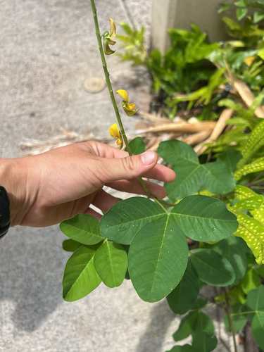 Crotalaria pallida observed 2025-04-27