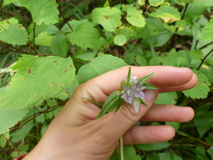 Swertiinae
