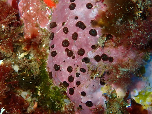 Green Boring Sponge, photo 2 of 10