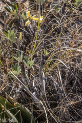 Pachypodium