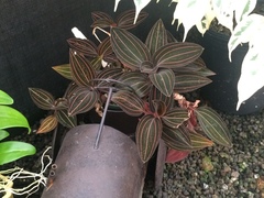Ludisia discolor