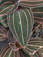 Ludisia discolor