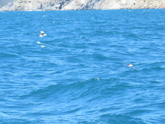 Puffinus mauretanicus