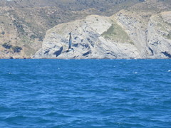 Puffinus mauretanicus