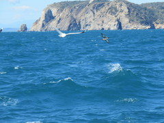 Puffinus mauretanicus