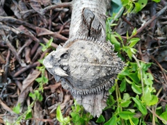 Phrynosoma taurus