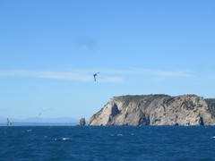 Puffinus mauretanicus