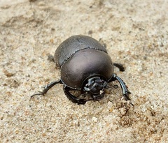 Geotrupes opacus