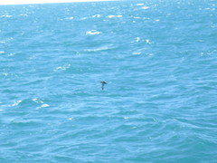 Puffinus mauretanicus