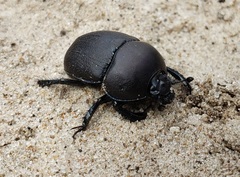 Geotrupes opacus