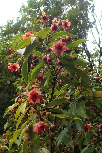 Henry's Anise (Illicium henryi) · iNaturalist