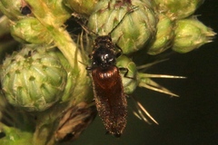 Hemicrepidius pallidipennis