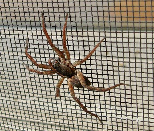 Georgia Wolf Spider photo 3