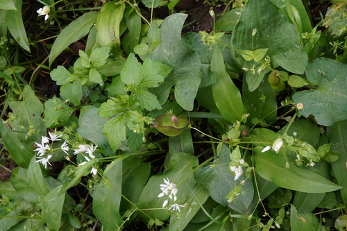 Image of Arum Cylindraceum (Arum cylindraceum) by (c) Patrick Hacker, some rights reserved (CC BY)