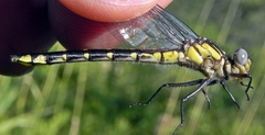 Hylogomphus abbreviatus