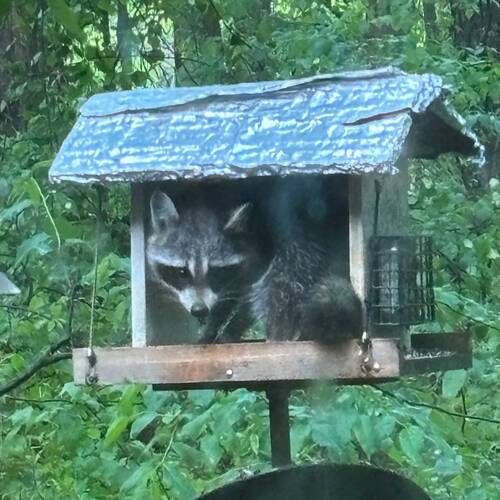 Common Raccoon photographed in Georgia