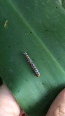 Insecta