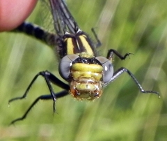 Hylogomphus abbreviatus