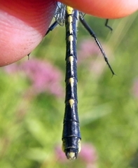 Hylogomphus abbreviatus