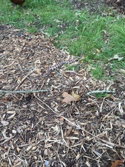 Sistrurus miliarius streckeri