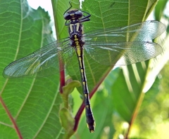 Hylogomphus abbreviatus