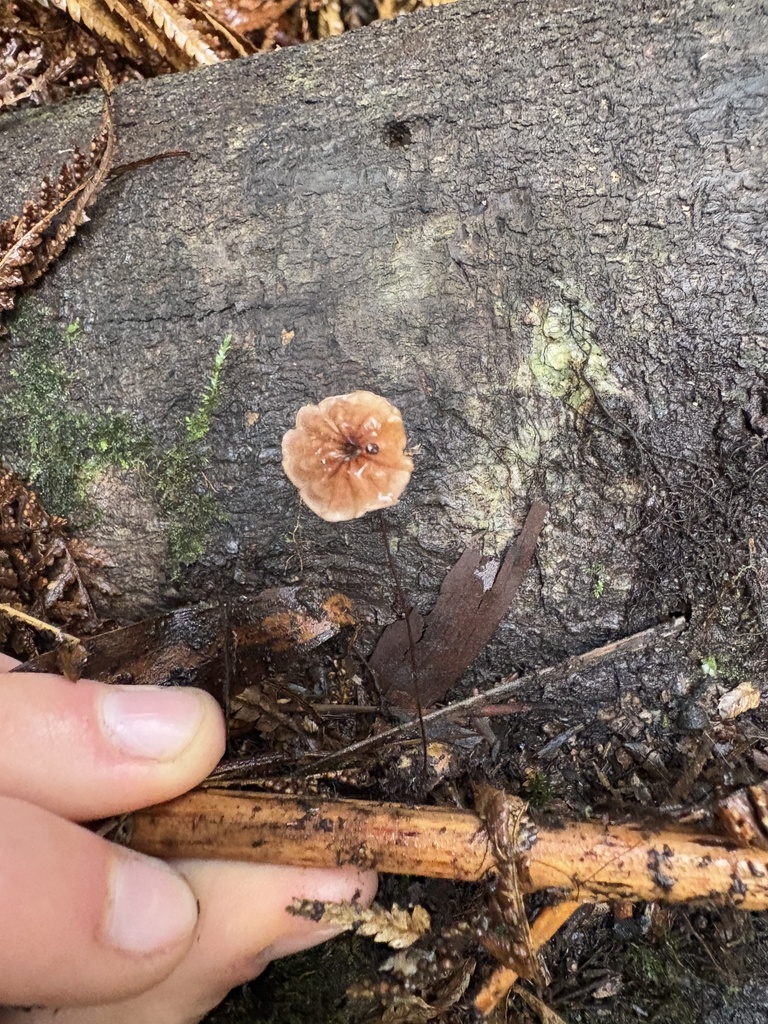 Marasmius argillaceus
