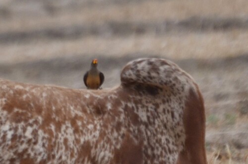 Yellow-billed Oxpecker