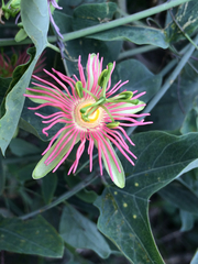Passiflora mexicana
