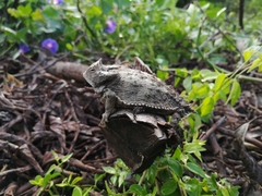 Phrynosoma taurus