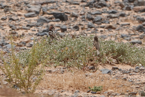 Spanish Sparrow