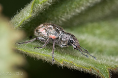 Pantomorus albosignatus