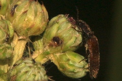 Hemicrepidius pallidipennis