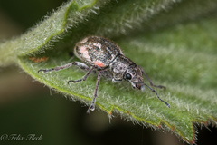 Pantomorus albosignatus