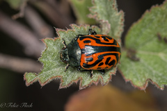 Calligrapha mexicana