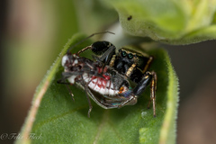 Sassacus barbipes